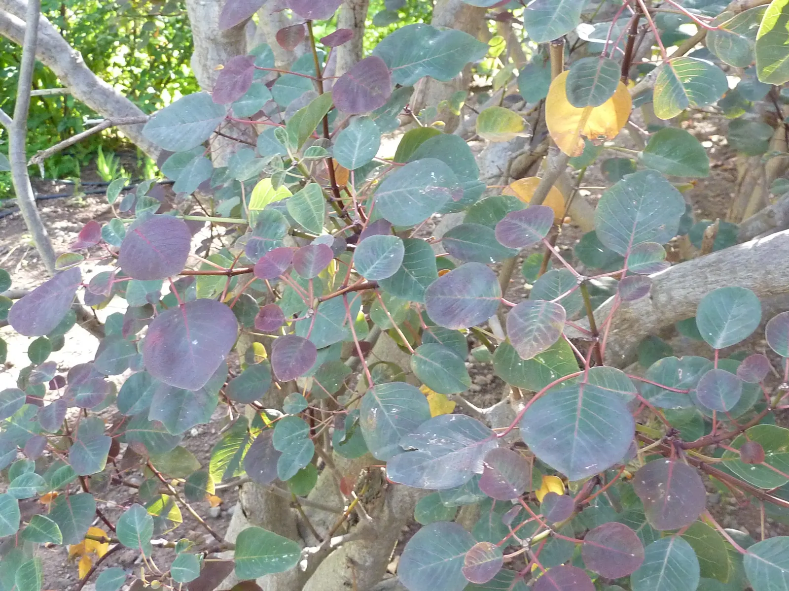 Caribbean Copper Plant (Euphorbia Cotinifolia) — Prefers full sun to partial shade and well-draining soil; is a tropical shrub reaching 10-15 ft in height with