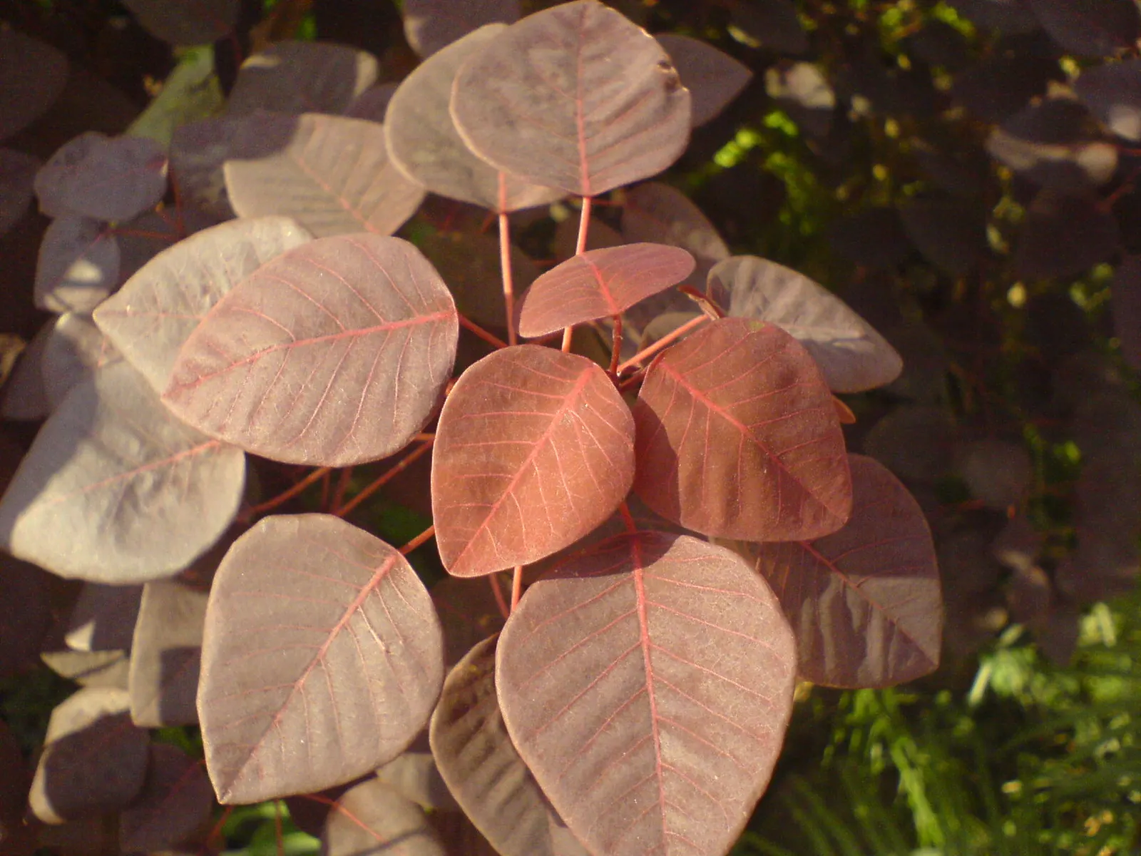 Caribbean Copper Plant (Euphorbia Cotinifolia) — which can provide a dramatic contrast against the typical greens of a garden