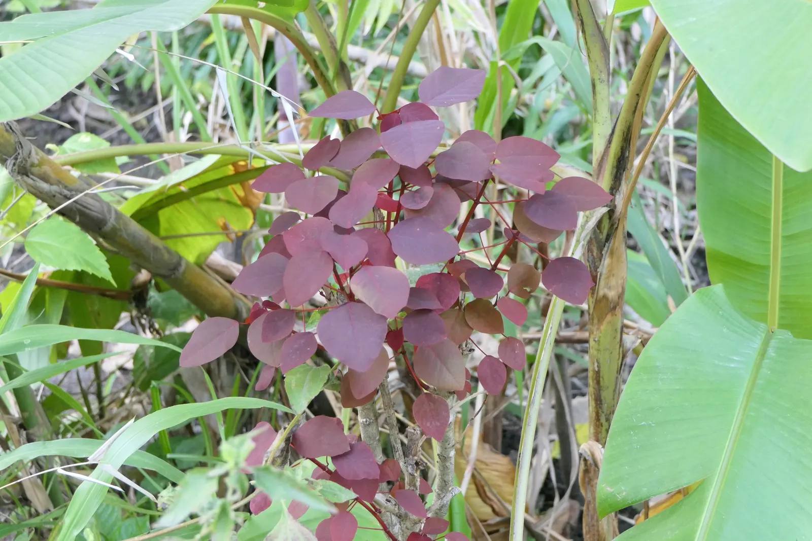 Caribbean Copper Plant (Euphorbia Cotinifolia) — famously known as the Caribbean Copper Plant or the Tropical Smoke Bush