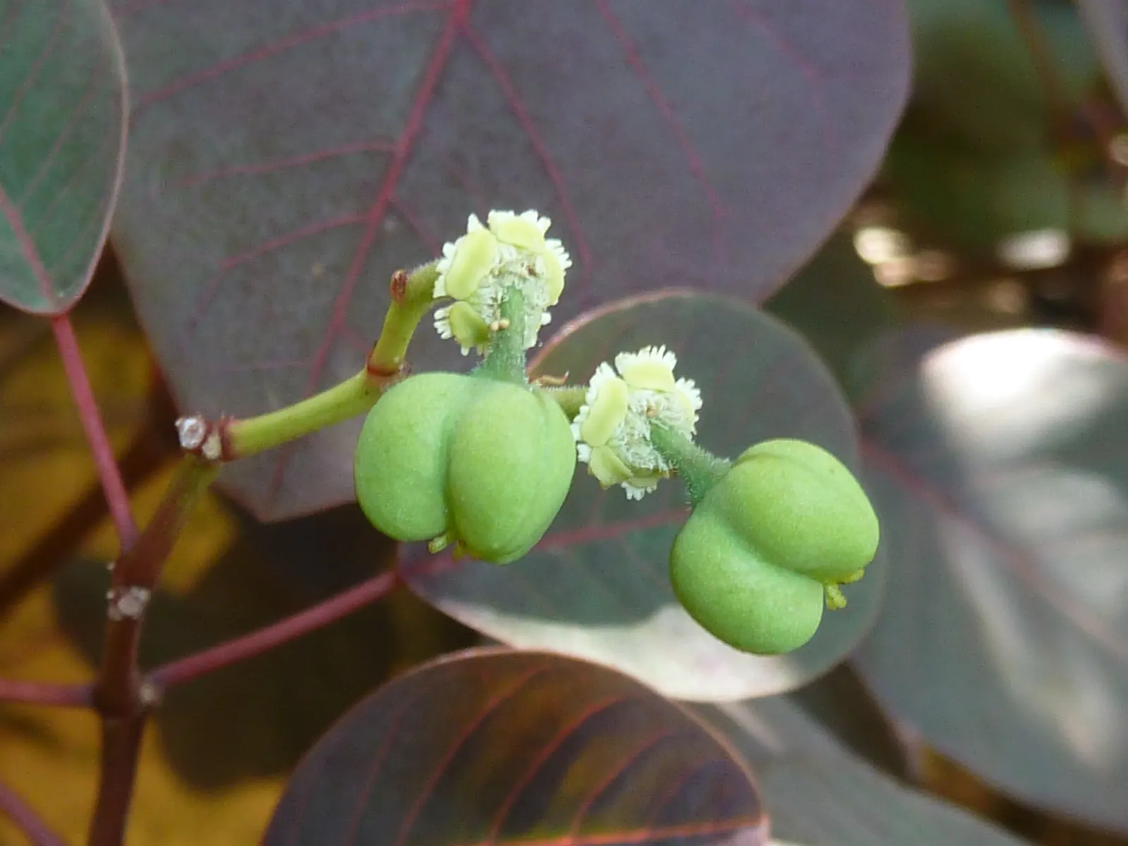 Caribbean Copper Plant (Euphorbia Cotinifolia) — which can provide a dramatic contrast against the typical greens of a garden; distinguished by its, image 59