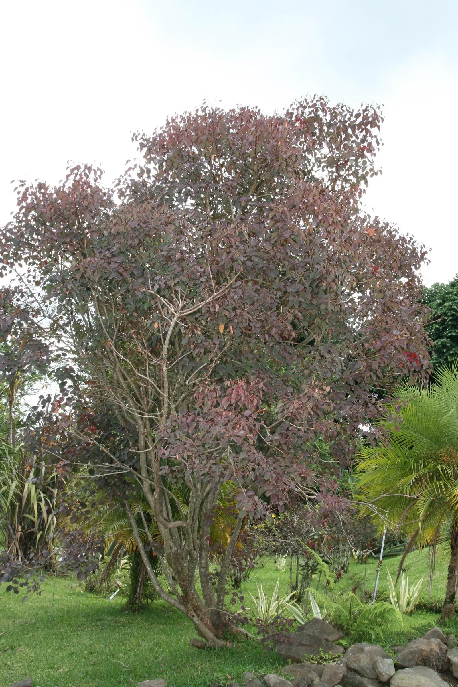 Caribbean Copper Plant (Euphorbia Cotinifolia) — shrub / tree with white blooms; shrub-like presence.<br><br>Native to Mexico and South America, image 71