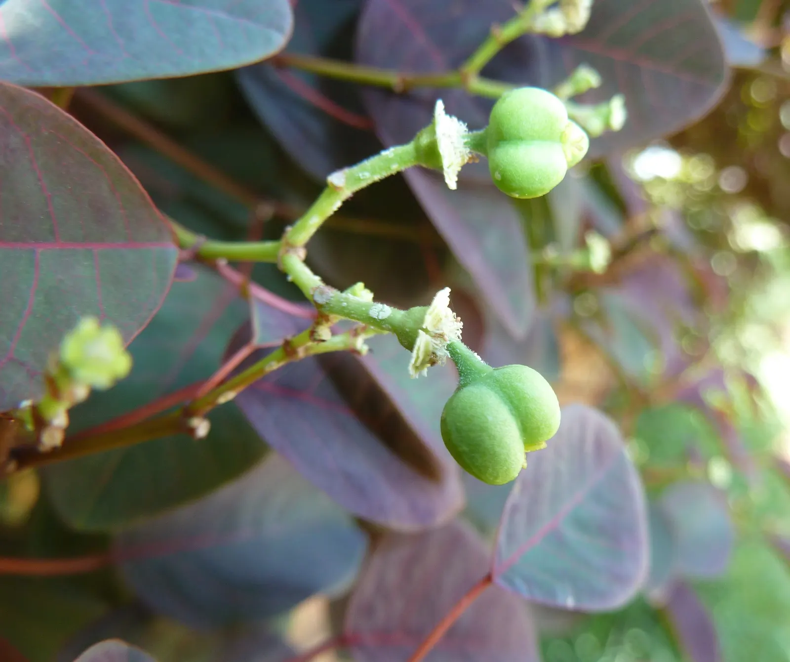 Caribbean Copper Plant (Euphorbia Cotinifolia) — Distinguished by its distinctive red-purple leaves resembling smoke bush foliage