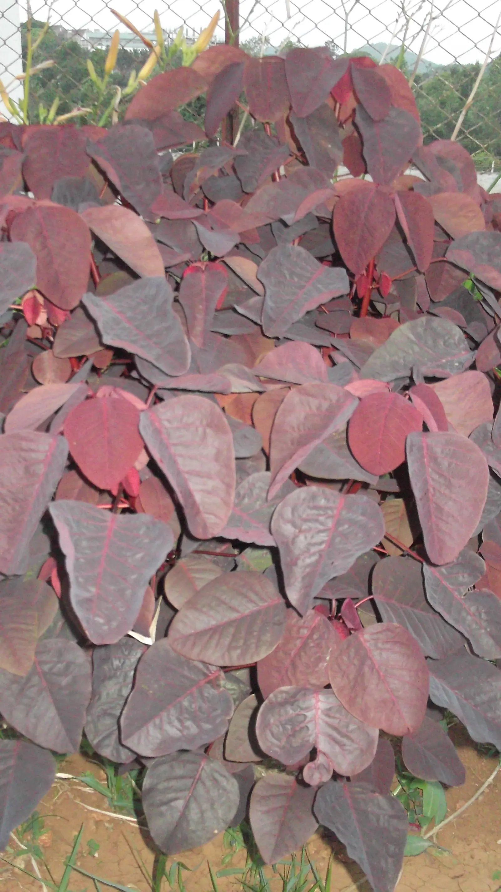 Caribbean Copper Plant (Euphorbia Cotinifolia) — shrub / tree with white blooms; shrub-like presence.<br><br>Native to Mexico and South America
