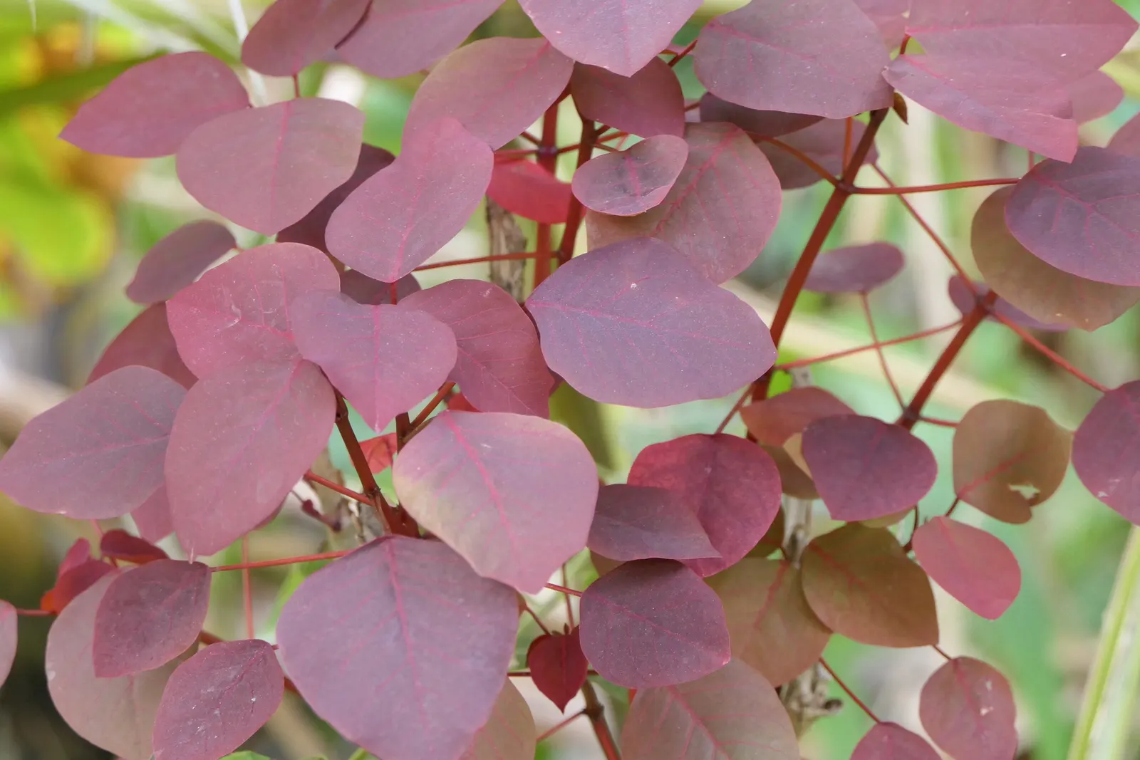 Caribbean Copper Plant (Euphorbia Cotinifolia) — Hardy in USDA zones 9-11, handle with care due to its toxic sap; offers a rich tapestry of color, image 77