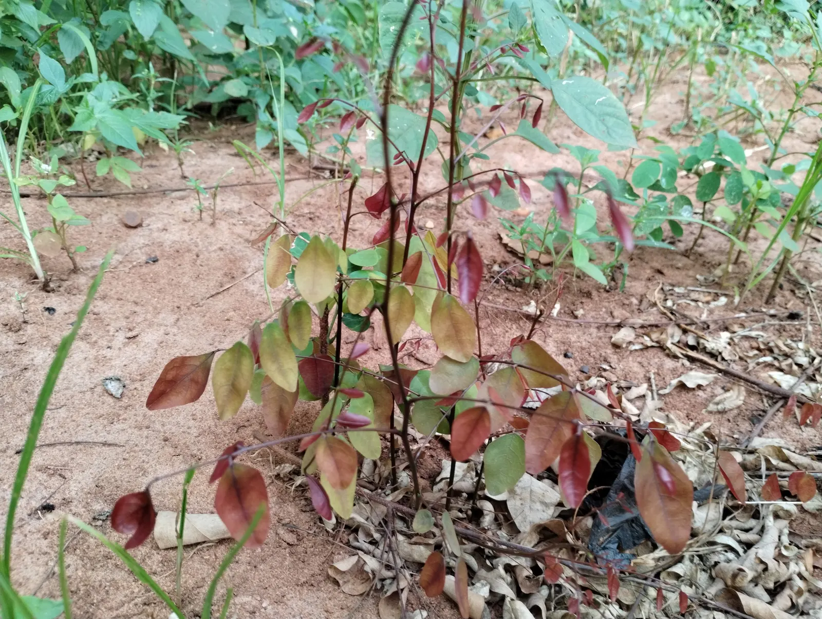 Caribbean Copper Plant (Euphorbia Cotinifolia) — which can provide a dramatic contrast against the typical greens of a garden; distinguished by its distinctive