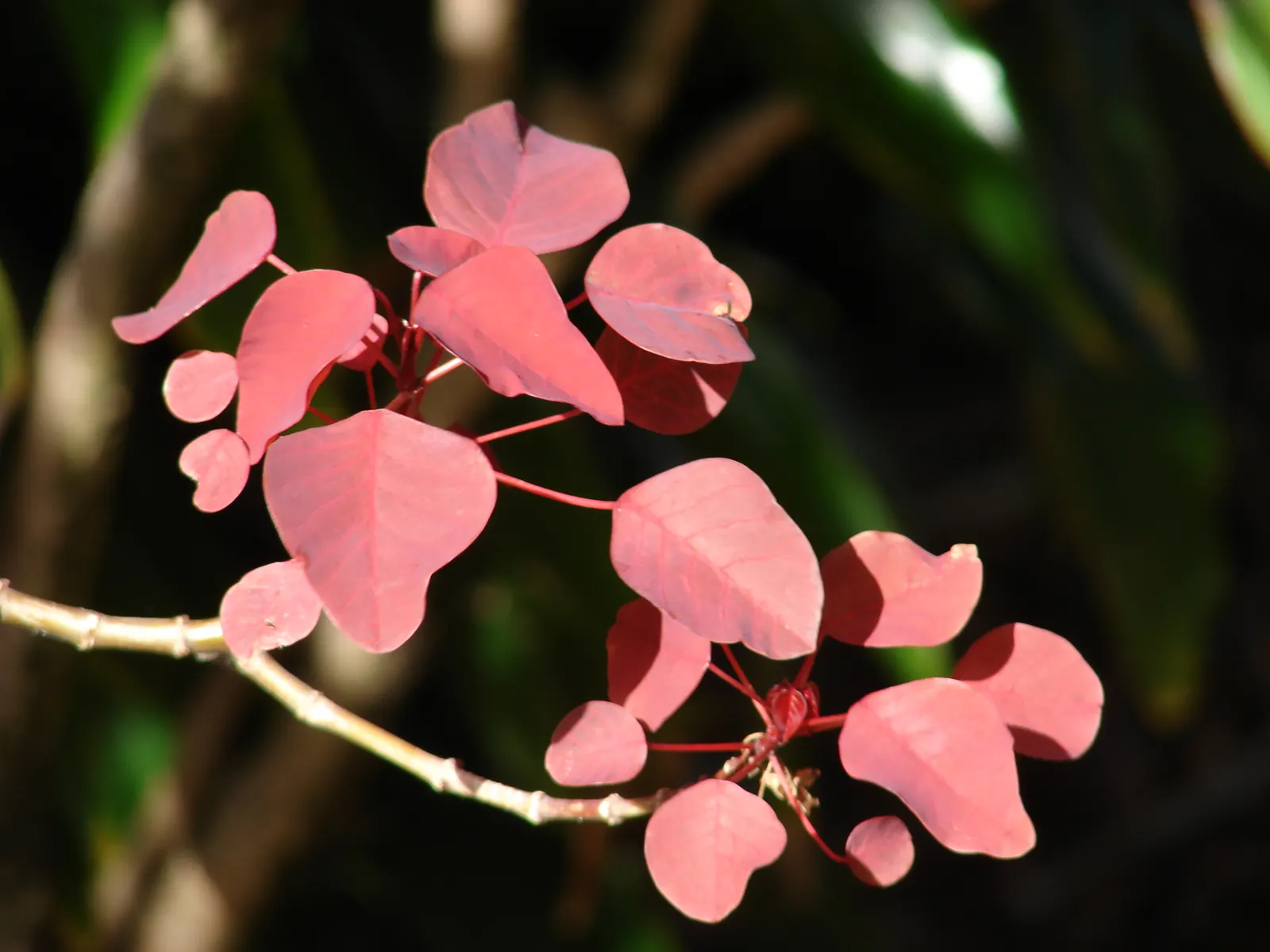 Caribbean Copper Plant (Euphorbia Cotinifolia) — However, it can tolerate partial shade, where leaf color may shift to a more subtle, greenish hue