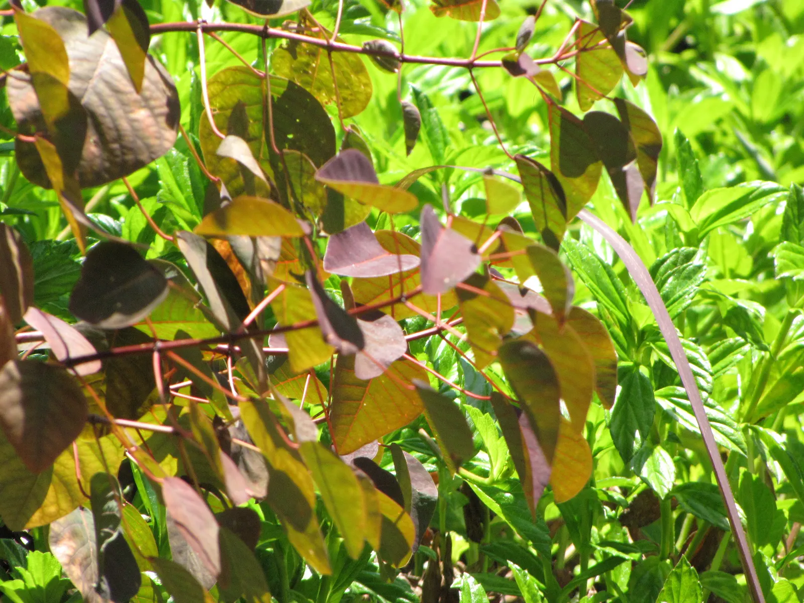 Caribbean Copper Plant (Euphorbia Cotinifolia) — Ideal for accent planting or hedging in warm climates; however, it can tolerate partial shade, image 54
