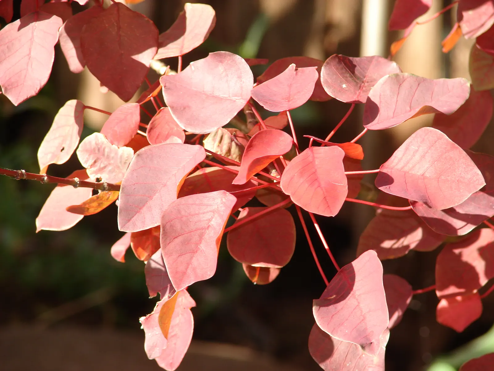 Caribbean Copper Plant (Euphorbia Cotinifolia) — it adds vibrant color to landscapes