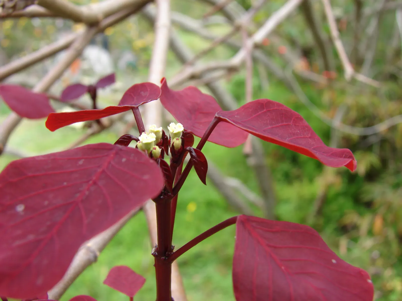 Caribbean Copper Plant (Euphorbia Cotinifolia) — shrub / tree for full or half or shade; especially where a touch of tropical flair is desired, image 72