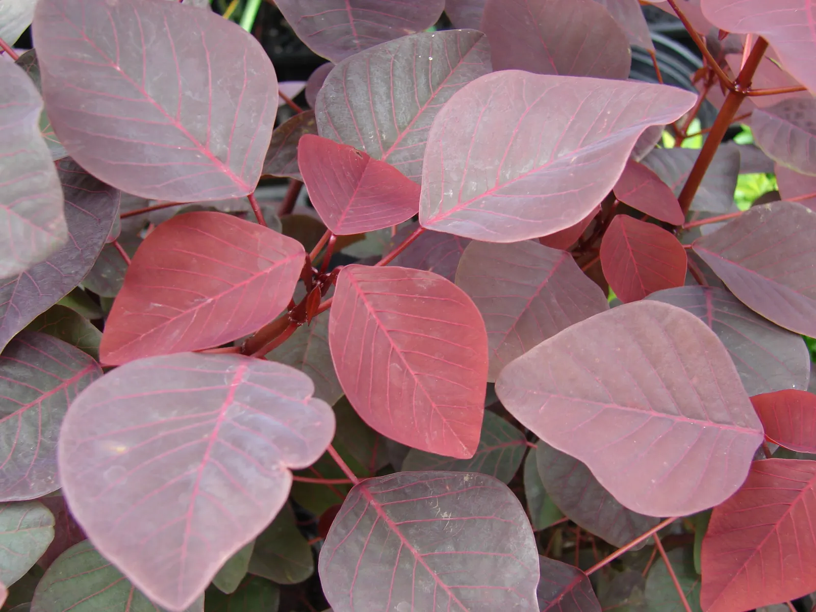 Caribbean Copper Plant (Euphorbia Cotinifolia) — needing minimal irrigation; its moderate growth habit and striking color make it a captivating, image 65