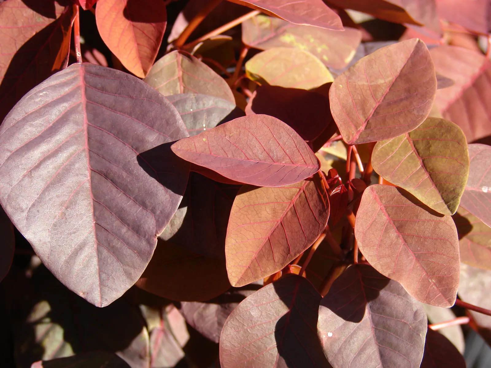 Caribbean Copper Plant (Euphorbia Cotinifolia) — Ideal for accent planting or hedging in warm climates; however, it can tolerate partial shade, image 78