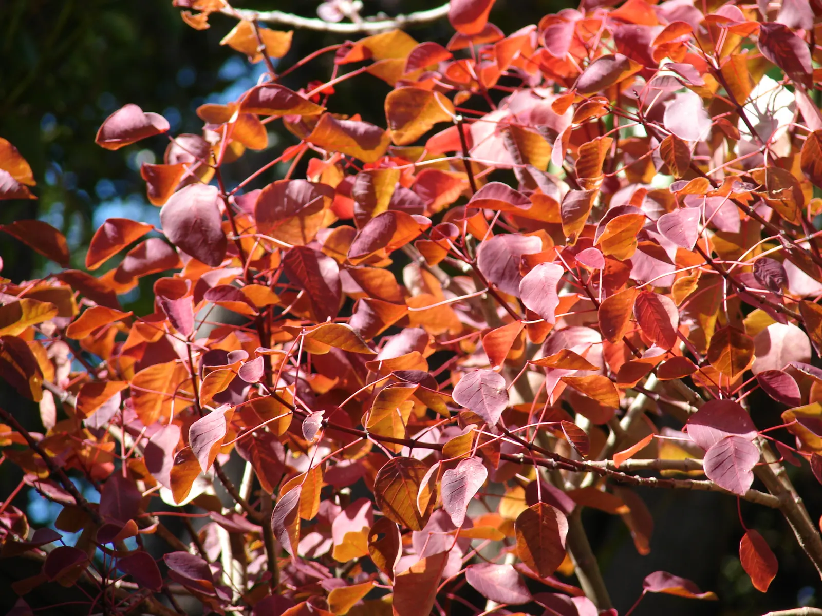 Caribbean Copper Plant (Euphorbia Cotinifolia) — Prefers full sun to partial shade and well-draining soil; is a tropical shrub reaching 10-15 ft in, image 52