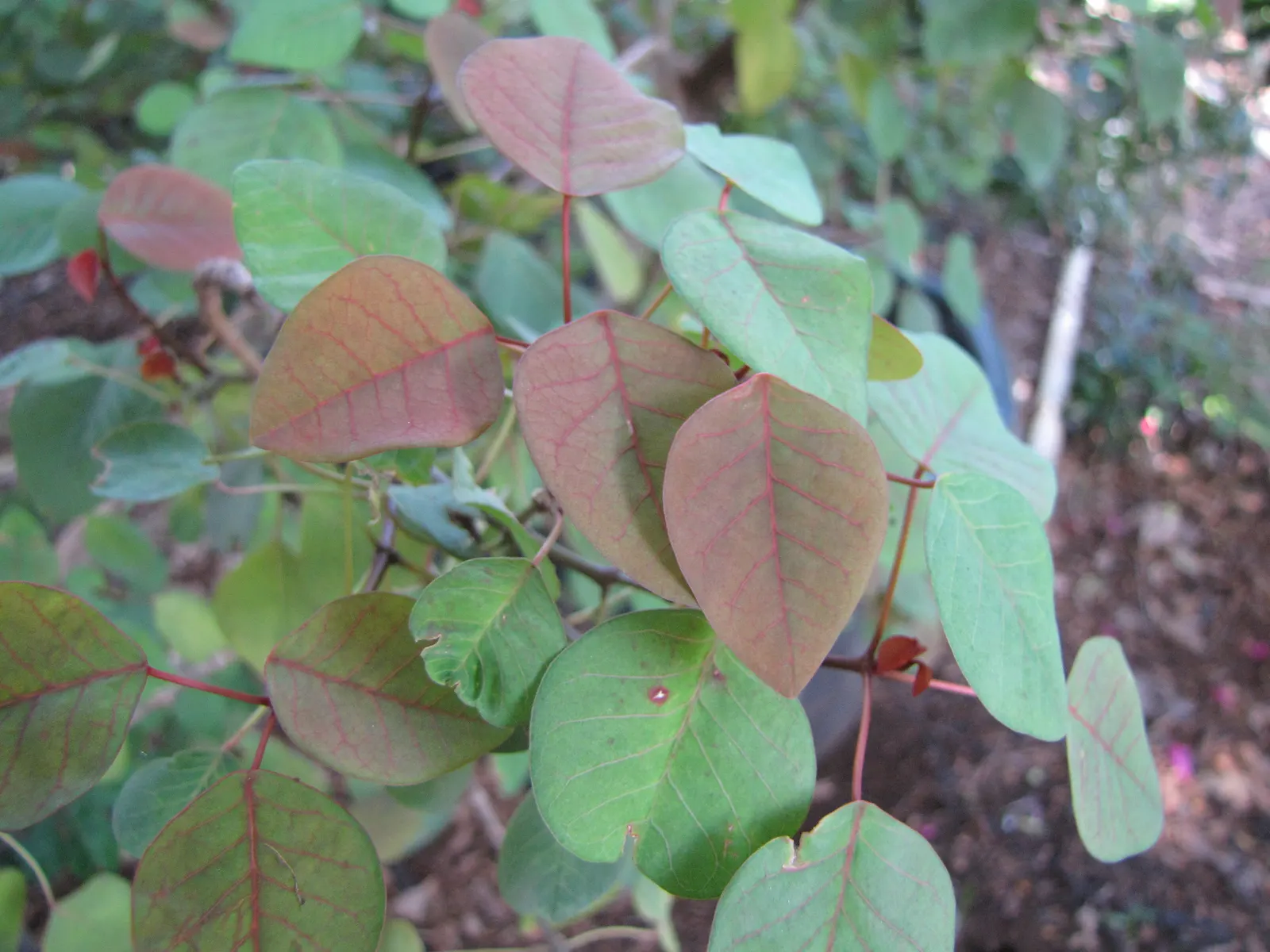 Caribbean Copper Plant (Euphorbia Cotinifolia) — Distinguished by its distinctive red-purple leaves resembling smoke bush foliage; which can provide a dramatic