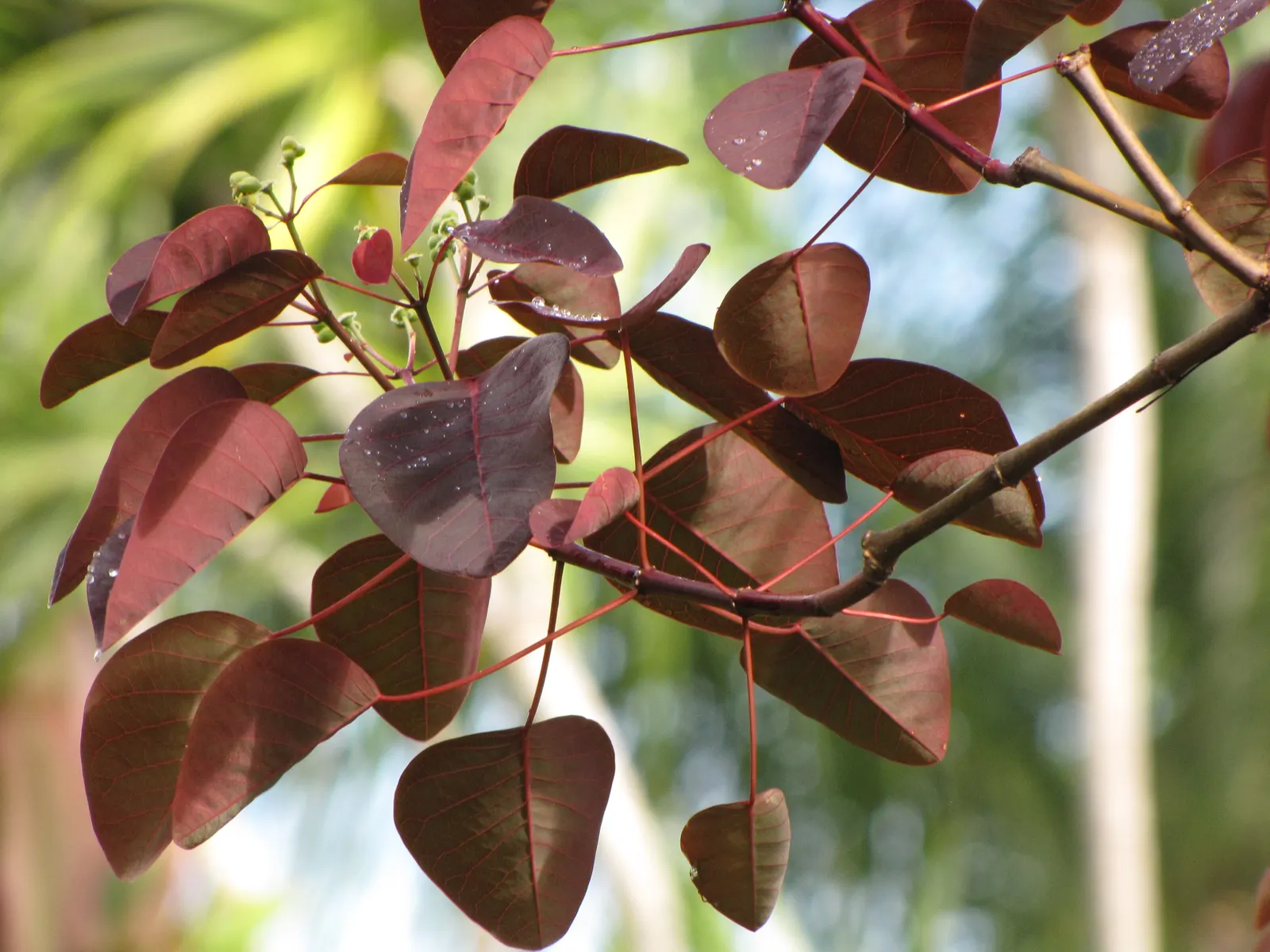 Caribbean Copper Plant (Euphorbia Cotinifolia) — especially where a touch of tropical flair is desired; shrub / tree for full or half or shade