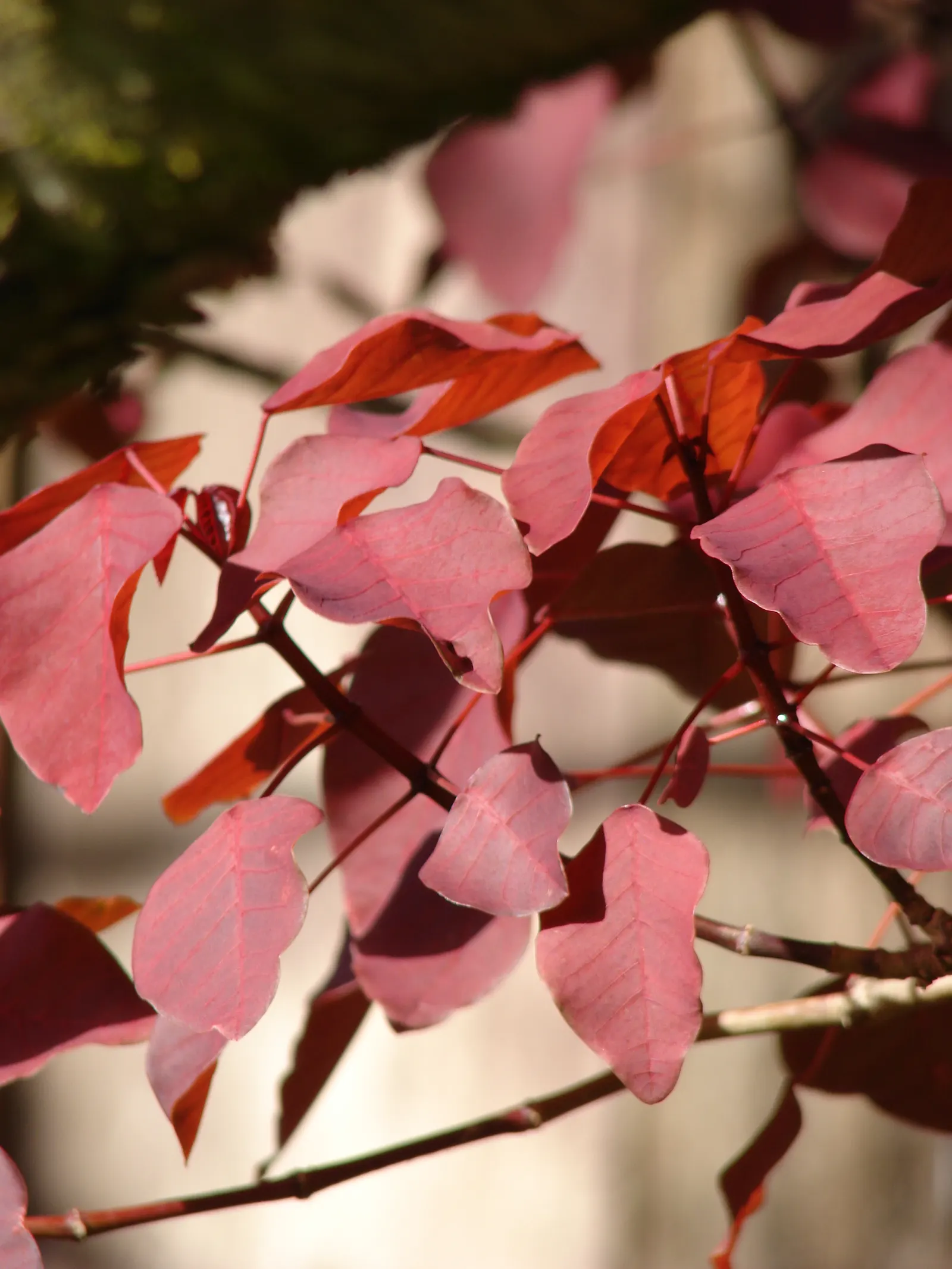 Caribbean Copper Plant (Euphorbia Cotinifolia) — Distinguished by its distinctive red-purple leaves resembling smoke bush foliage; which can, image 50