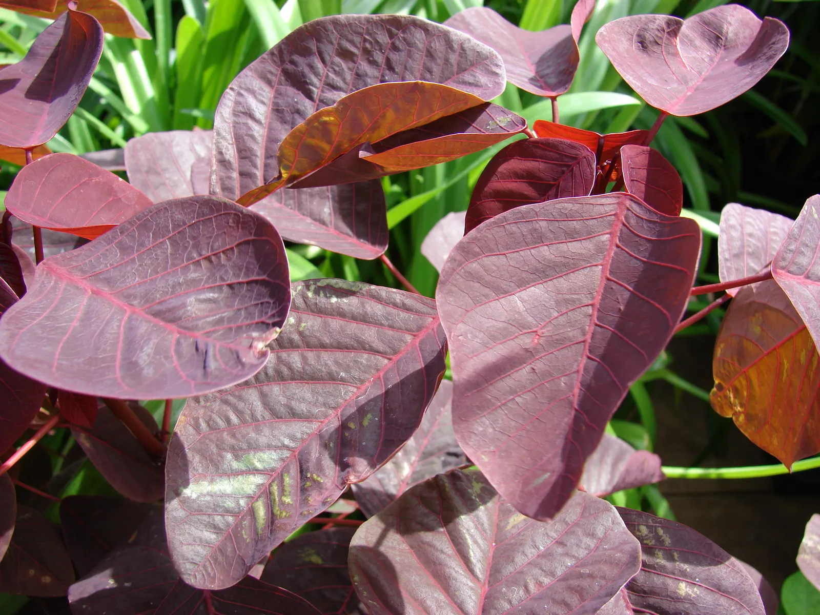 Caribbean Copper Plant (Euphorbia Cotinifolia) — rounded leaves boasting a striking coppery-red hue