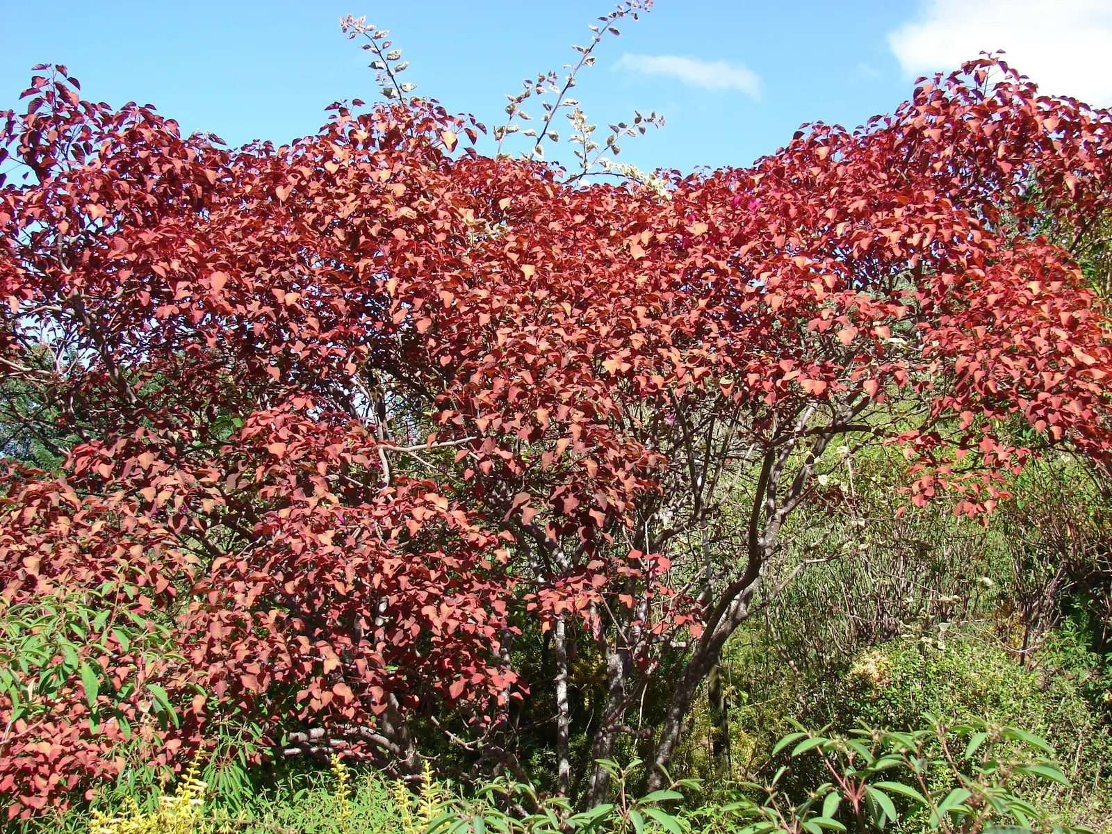 Caribbean Copper Plant (Euphorbia Cotinifolia) — needing minimal irrigation