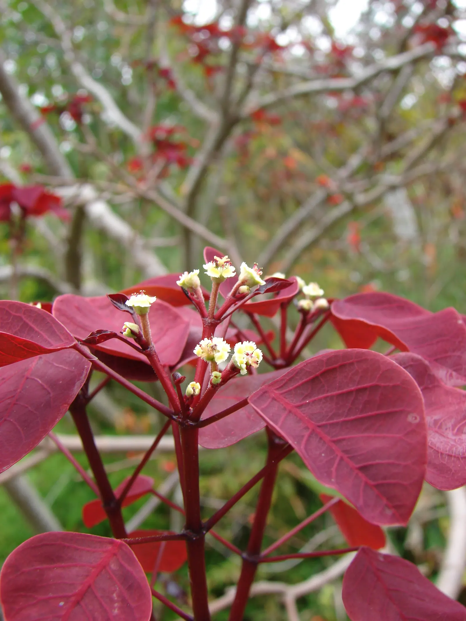 Caribbean Copper Plant (Euphorbia Cotinifolia) — Ideal for accent planting or hedging in warm climates