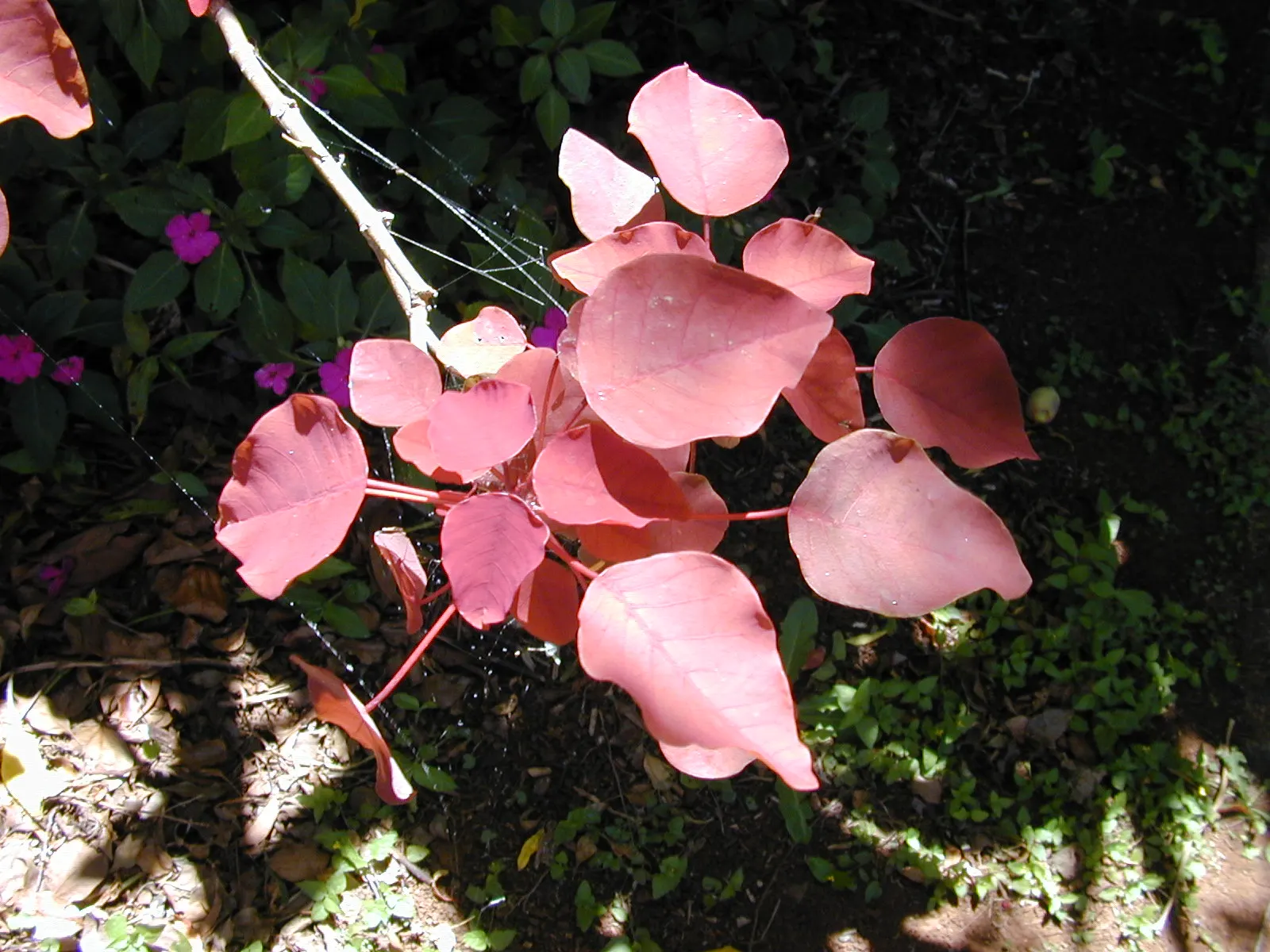 Caribbean Copper Plant (Euphorbia Cotinifolia) — Hardy in USDA zones 9-11, handle with care due to its toxic sap; offers a rich tapestry of color to any