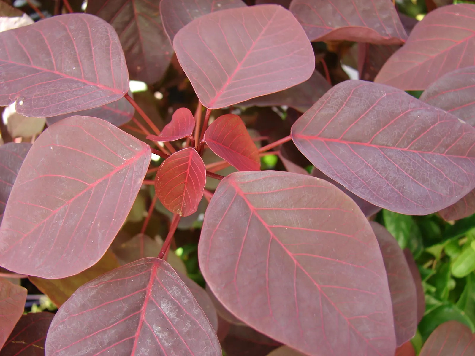 Caribbean Copper Plant (Euphorbia Cotinifolia) — are held on slender stems that can grow to a height of 4 to 6 feet when mature; the Caribbean Copper Plant is