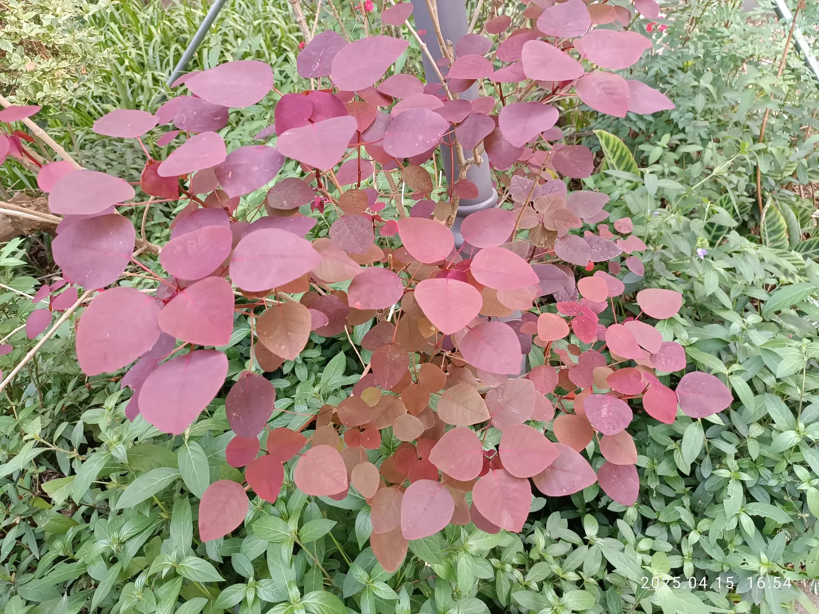 Caribbean Copper Plant (Euphorbia Cotinifolia) — However, it can tolerate partial shade, where leaf color may shift to a more subtle, greenish hue, image 63