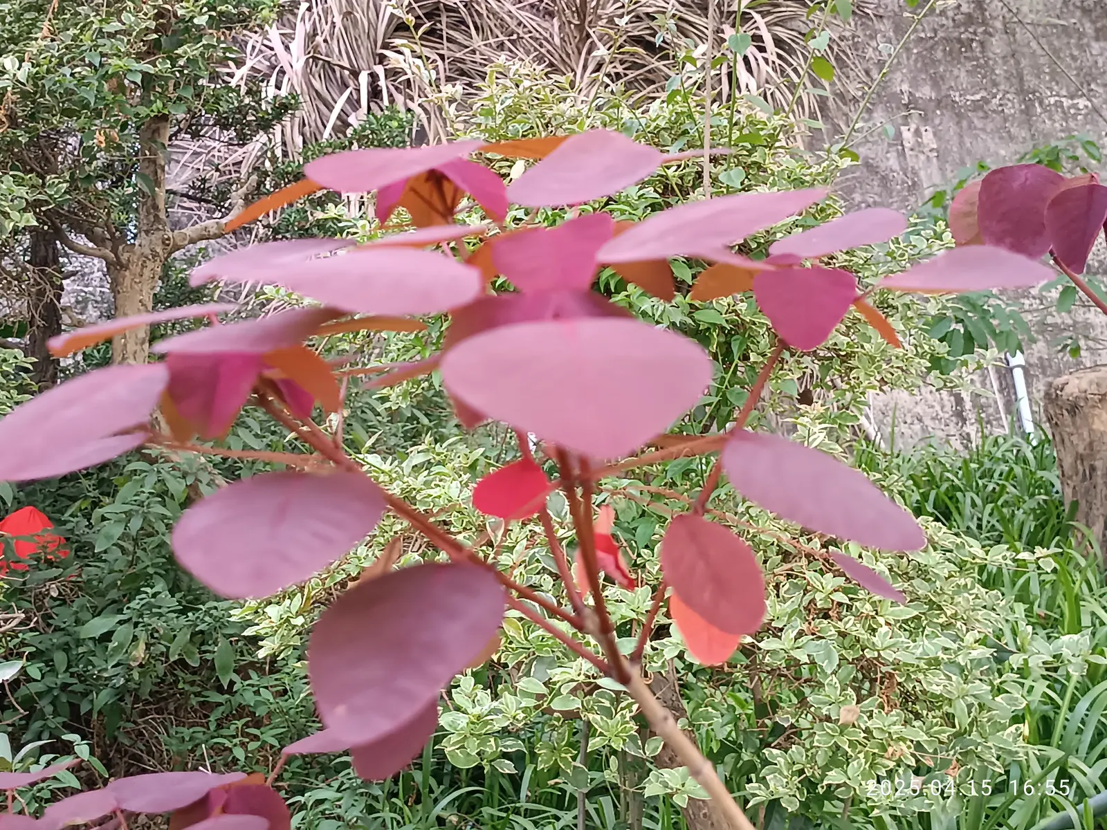 Caribbean Copper Plant (Euphorbia Cotinifolia) — especially where a touch of tropical flair is desired; shrub / tree for full or half or shade, image 69