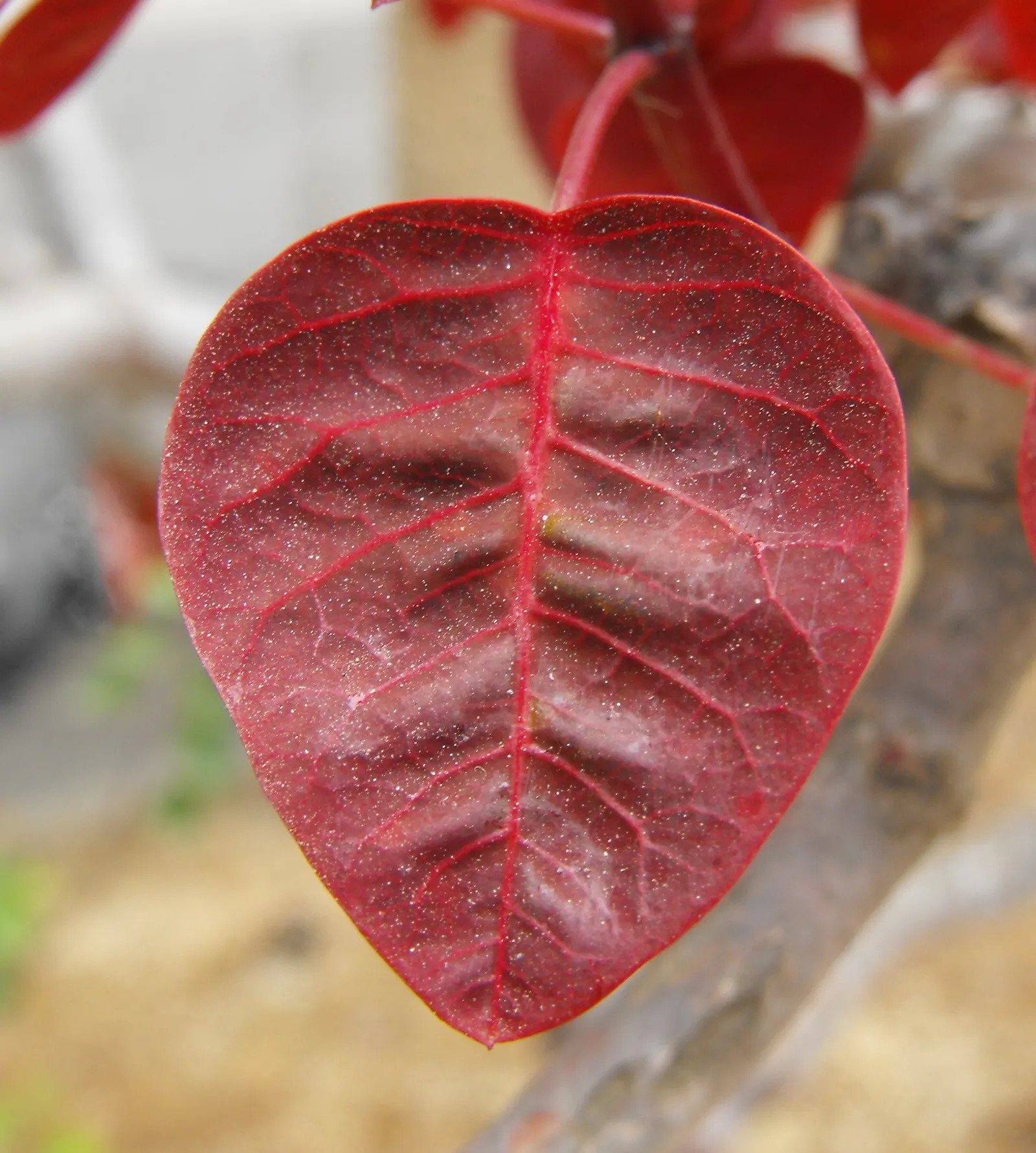 Caribbean Copper Plant (Euphorbia Cotinifolia) — Prefers full sun to partial shade and well-draining soil; is a tropical shrub reaching 10-15 ft in, image 76