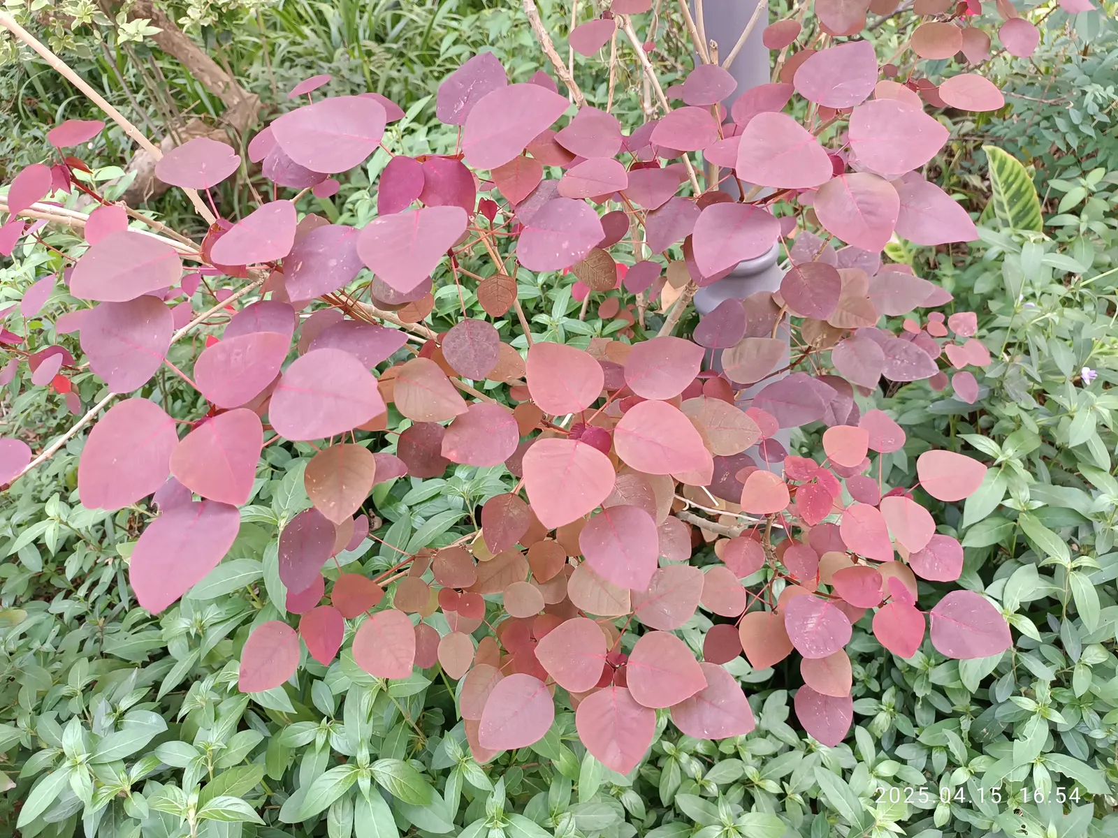Caribbean Copper Plant (Euphorbia Cotinifolia) — rounded leaves boasting a striking coppery-red hue; consider using Euphorbia cotinifolia as a, image 58