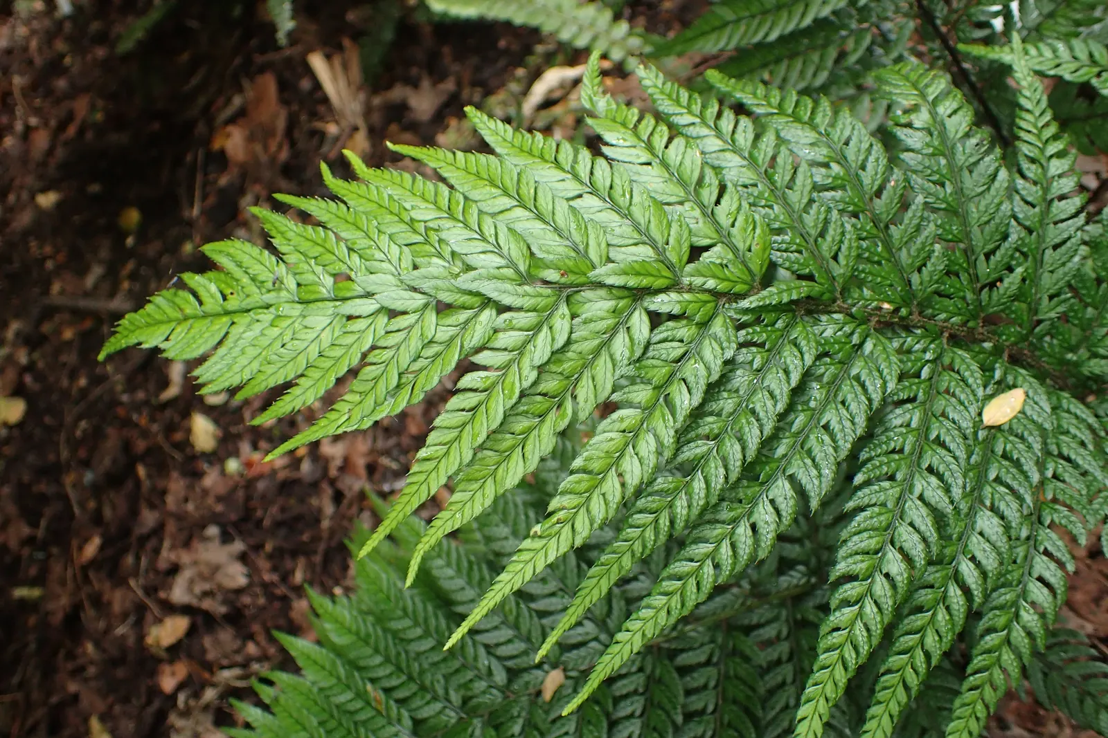 Korean Rock Fern (Polystichum tsus-simense) — indicating a good level of cold hardiness