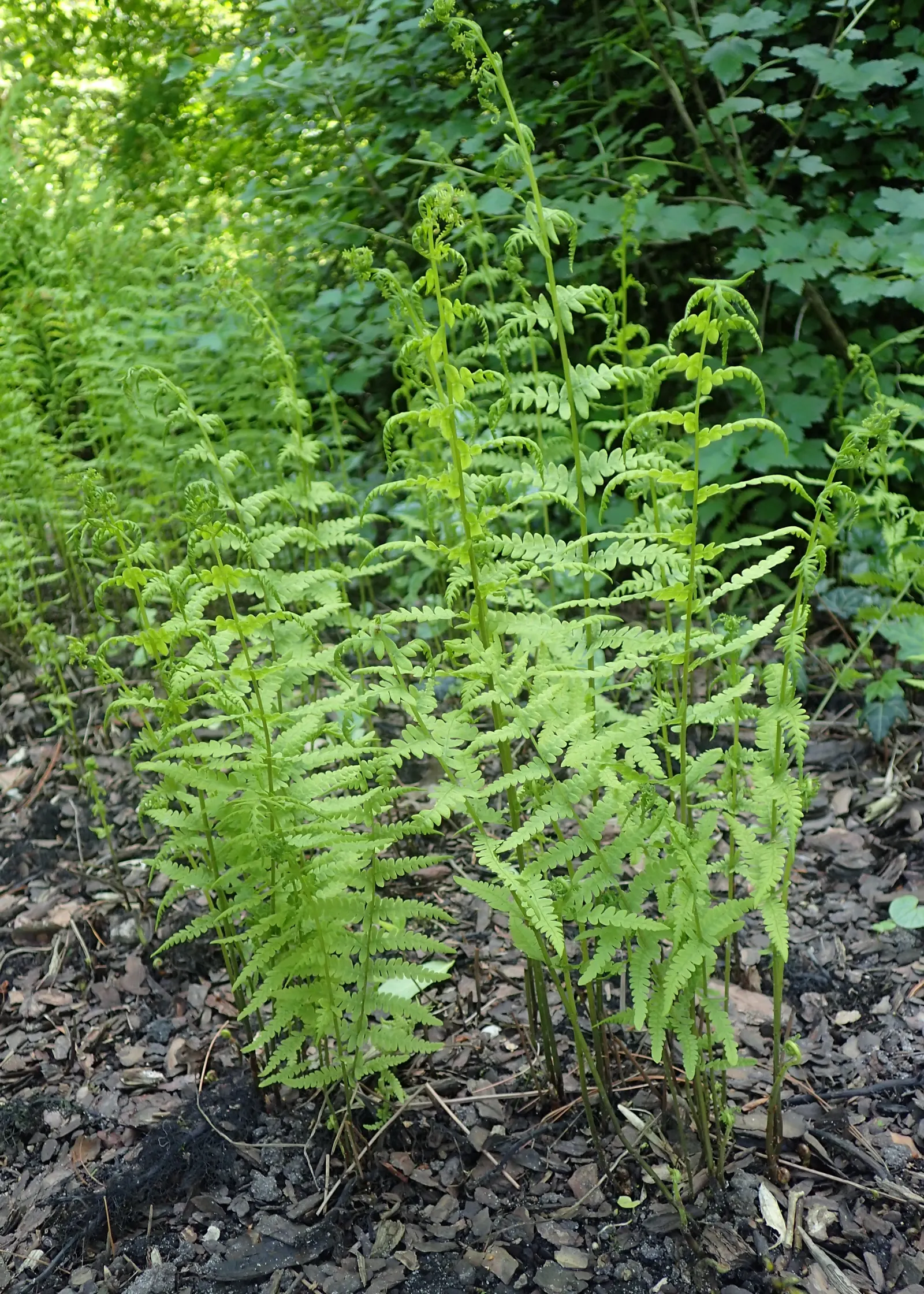 Korean Rock Fern (Polystichum tsus-simense) — is an evergreen fern that offers lush greenery to shaded garden spots