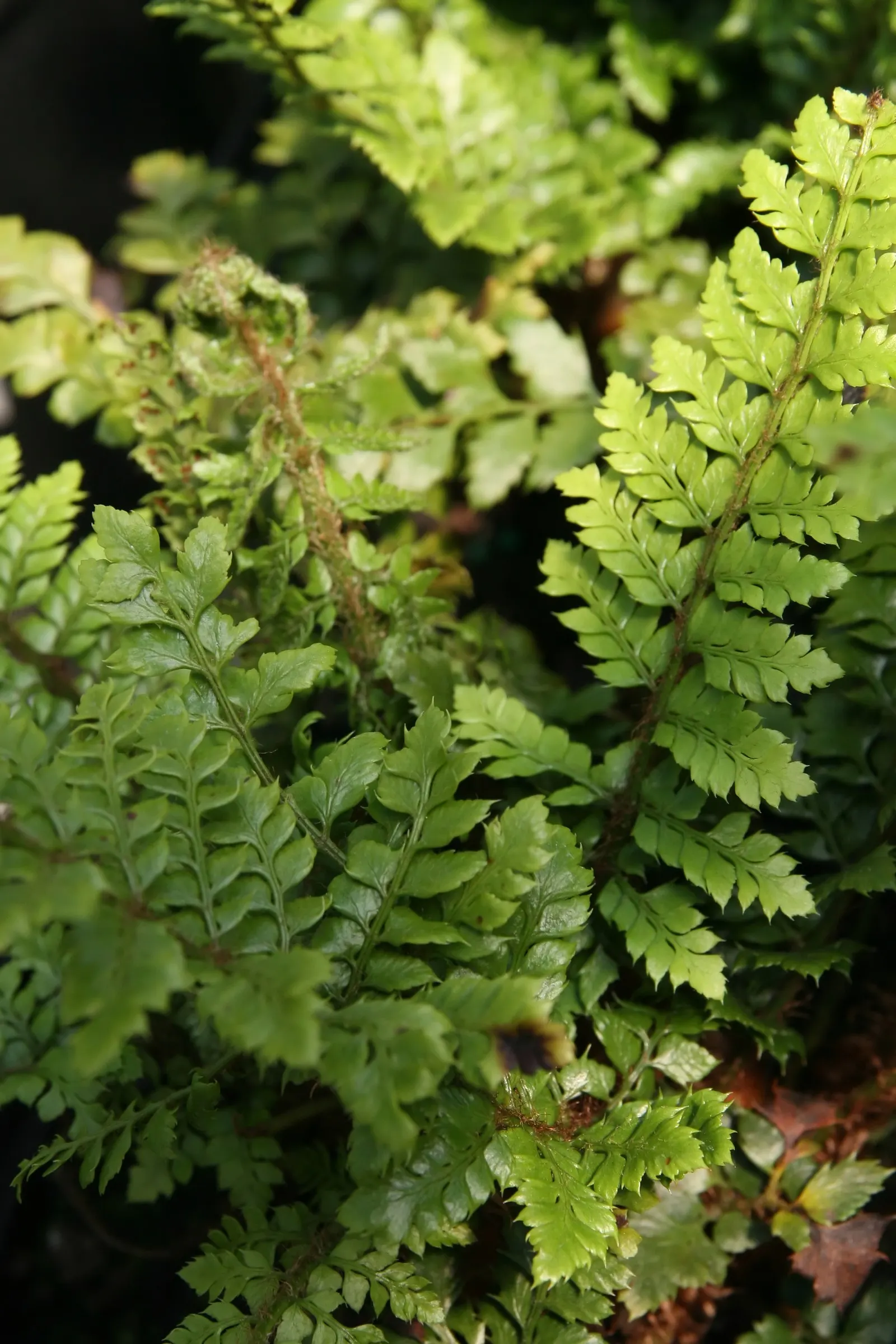 Korean Rock Fern (Polystichum tsus-simense) — it is an excellent choice for north-facing gardens
