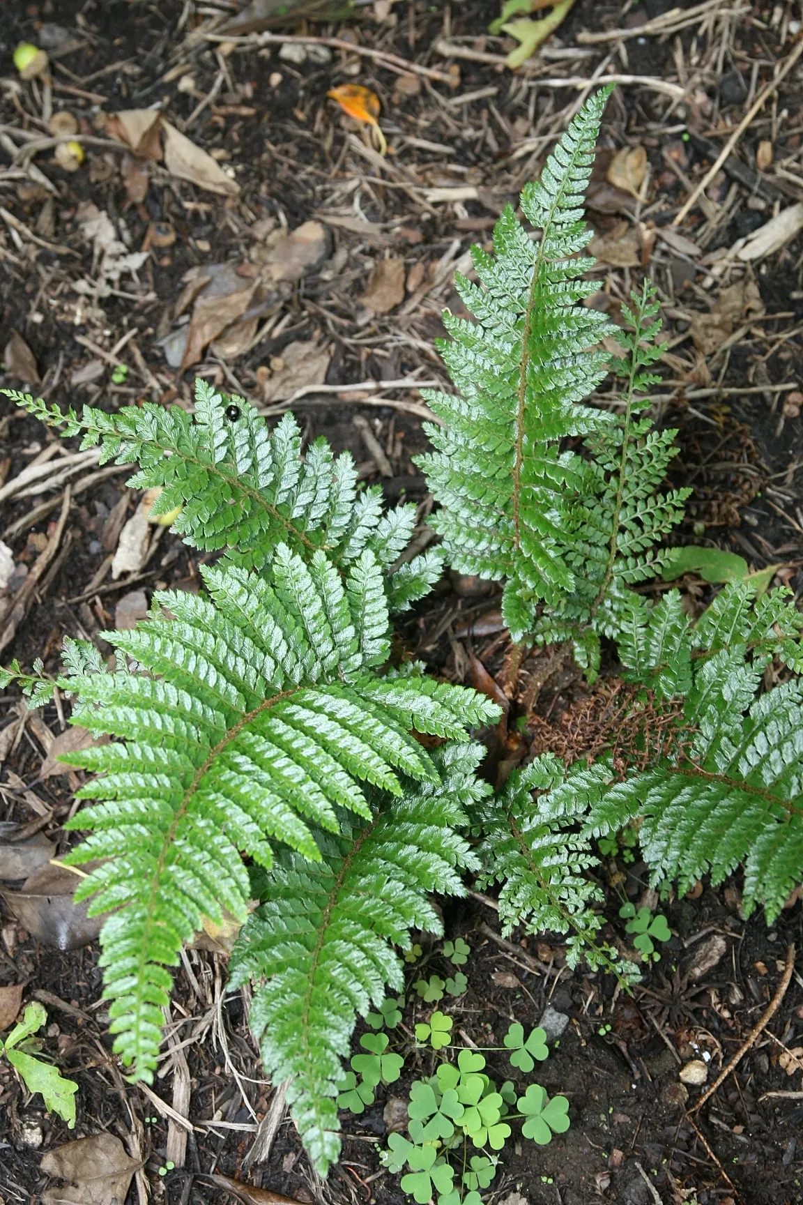 Korean Rock Fern (Polystichum tsus-simense) — scientifically known as Polystichum tsus-simense