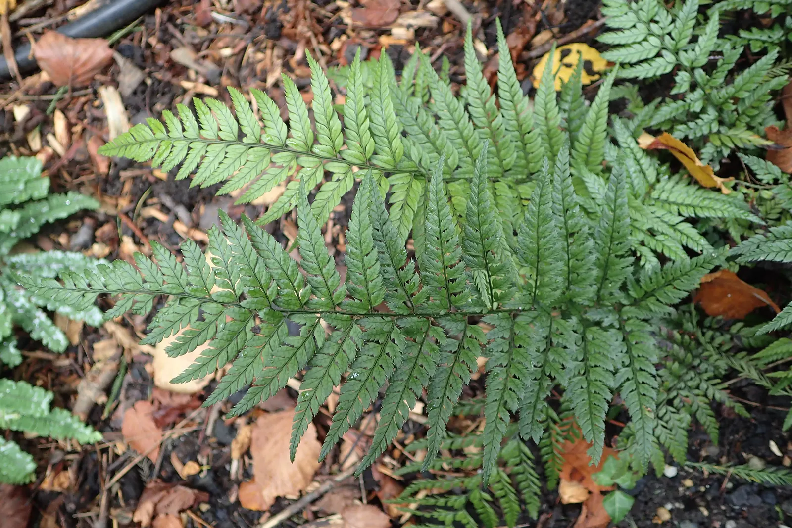 Korean Rock Fern (Polystichum tsus-simense) — whilst requiring minimal care