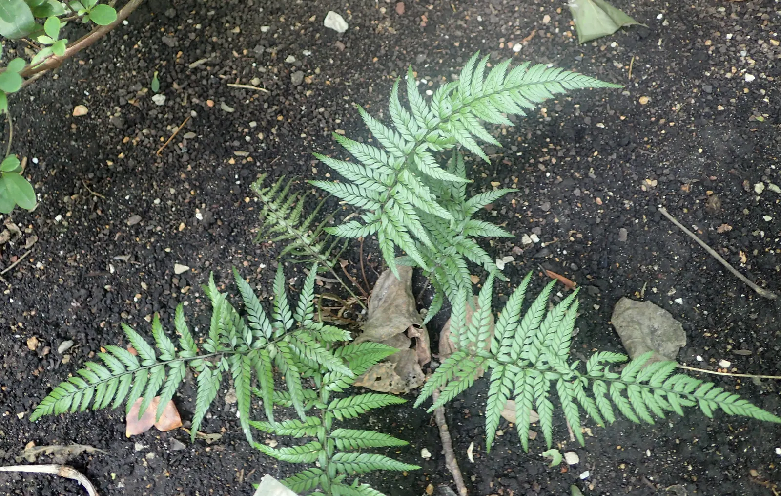 Korean Rock Fern (Polystichum tsus-simense) — but avoid waterlogged conditions which could lead to root rot