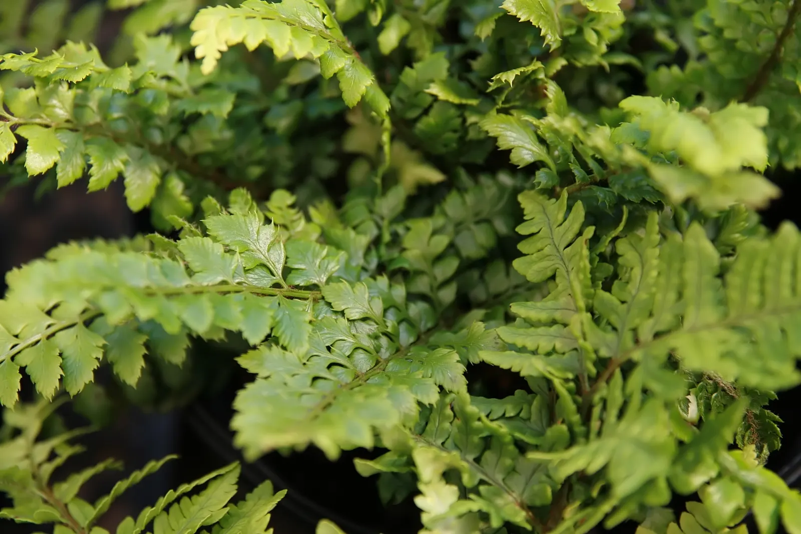 Korean Rock Fern (Polystichum tsus-simense) — dark green fronds reaching up to 1-1.5 feet long