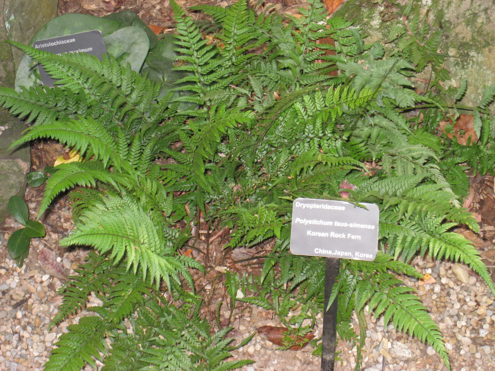 Korean Rock Fern (Polystichum tsus-simense) — Adds textured ground cover, requiring minimal maintenance