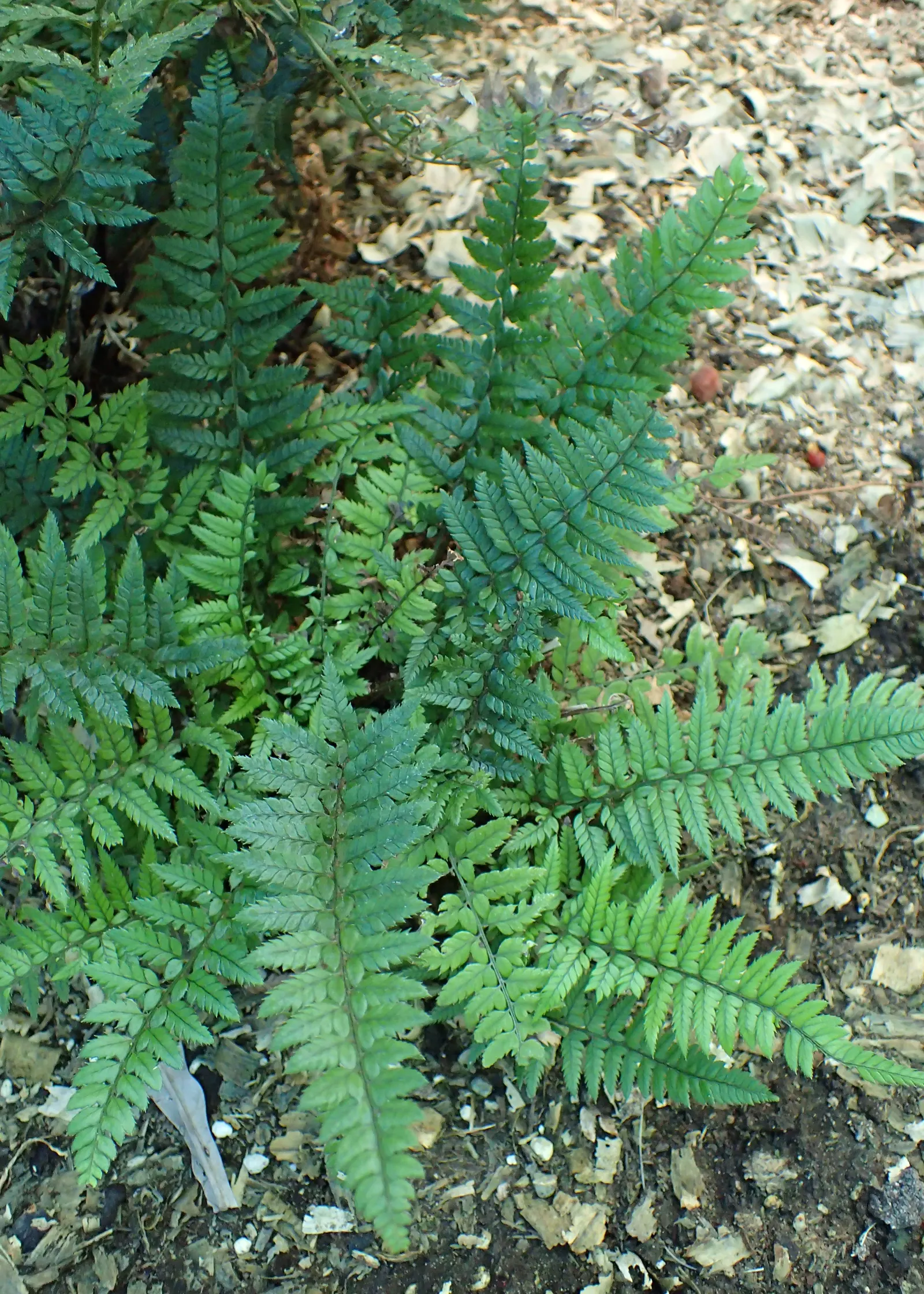Korean Rock Fern (Polystichum tsus-simense) — or any area mimicking its natural habitat beneath trees where sunlight filters through the canopy