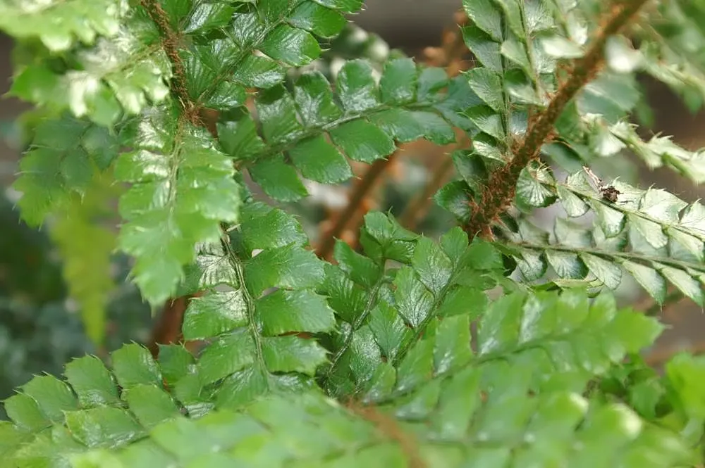 Korean Rock Fern (Polystichum tsus-simense) — Its visually appealing dark green fronds add texture and depth to shadowy garden corners