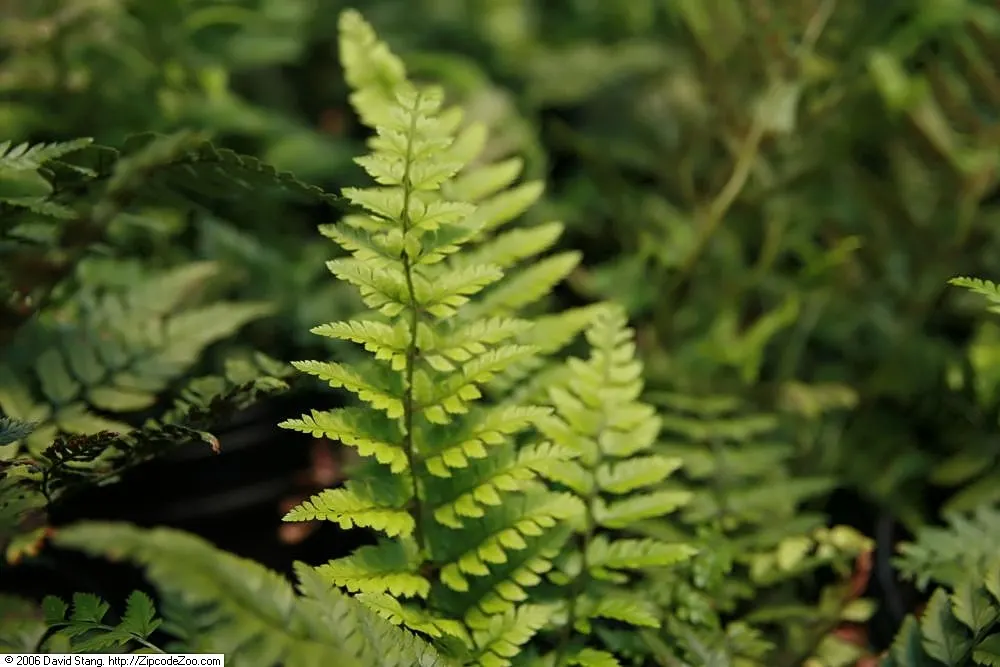 Korean Rock Fern (Polystichum tsus-simense) — is an evergreen with arching; its compact size and resistance to deer make it ideal for shady rock gardens