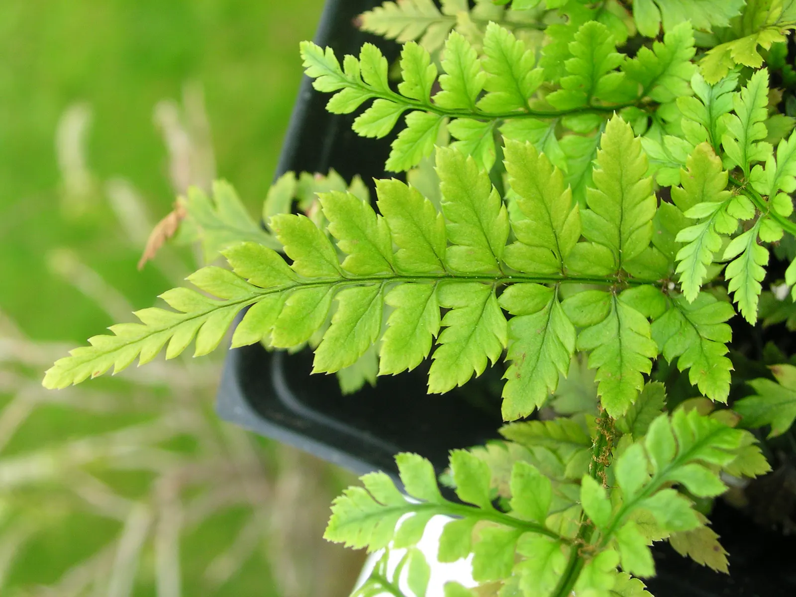 Korean Rock Fern (Polystichum tsus-simense) — Space plants approximately 18 inches apart to ensure full growth potential