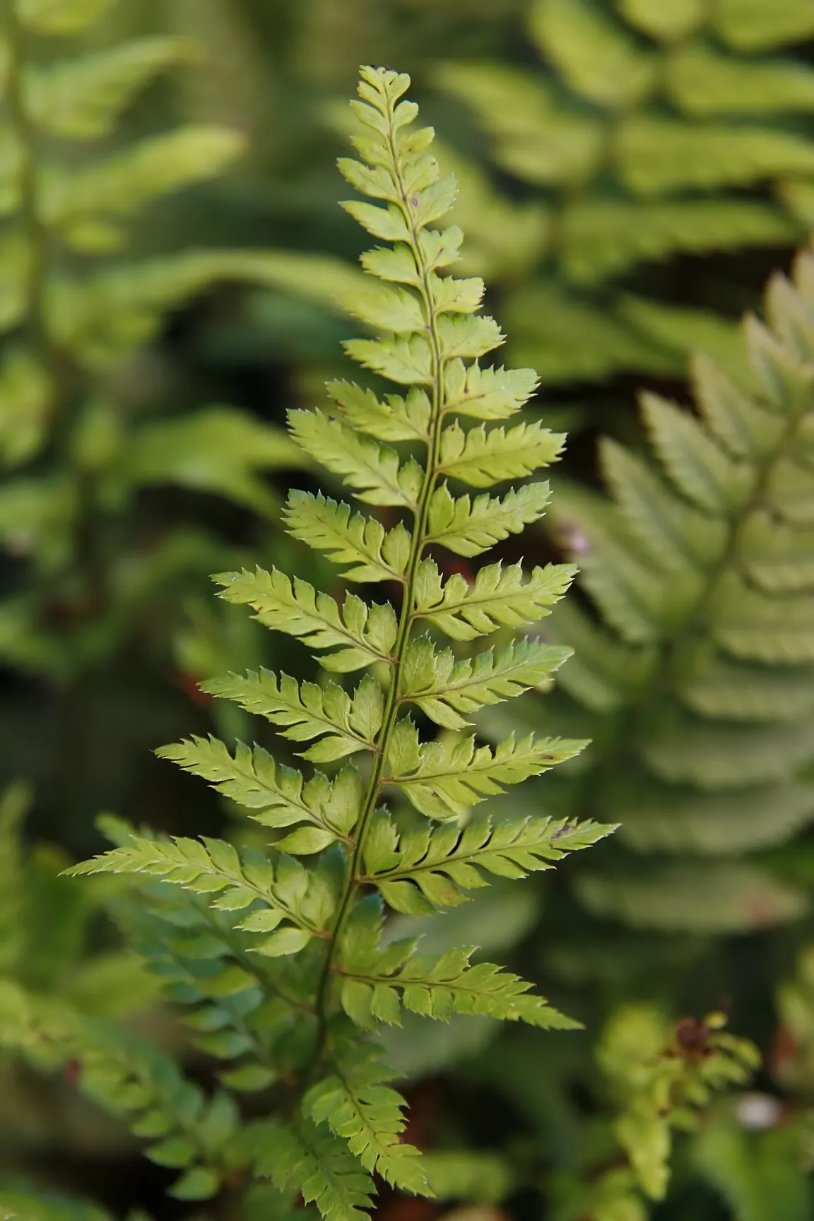 Korean Rock Fern (Polystichum tsus-simense) — Its compact size and resistance to deer make it ideal for shady rock gardens, woodland settings, or borders
