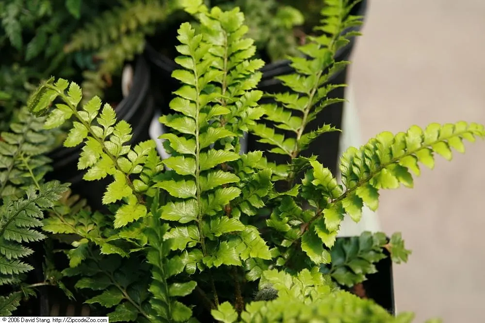 Korean Rock Fern (Polystichum tsus-simense) — especially during dry periods