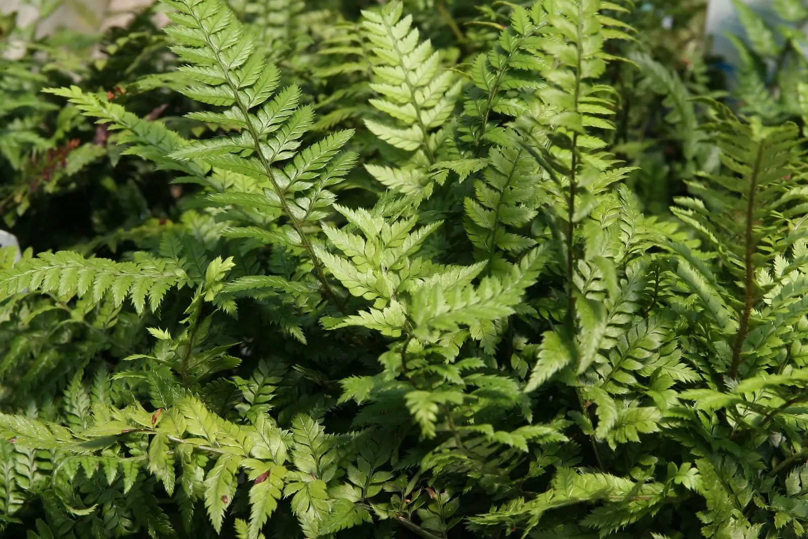 Korean Rock Fern (Polystichum tsus-simense) — dark green fronds reaching up to 1-1.5 feet long; indicating a good level of cold hardiness
