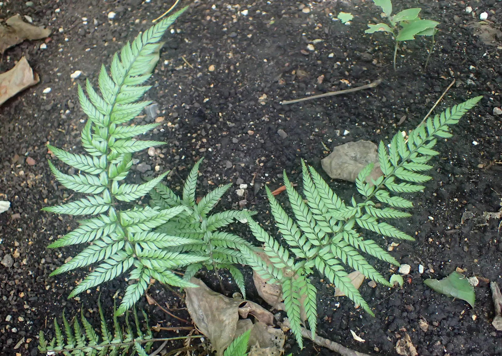 Korean Rock Fern (Polystichum tsus-simense) — Provide a consistent supply of water