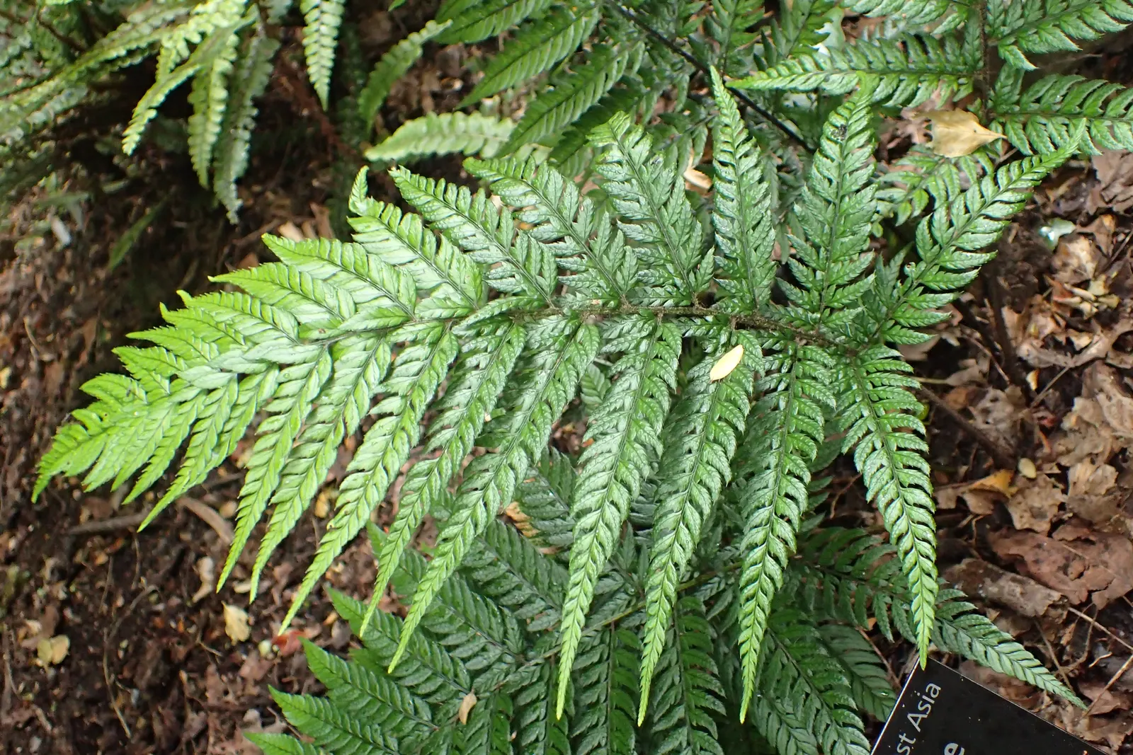 Korean Rock Fern (Polystichum tsus-simense) — is an evergreen with arching