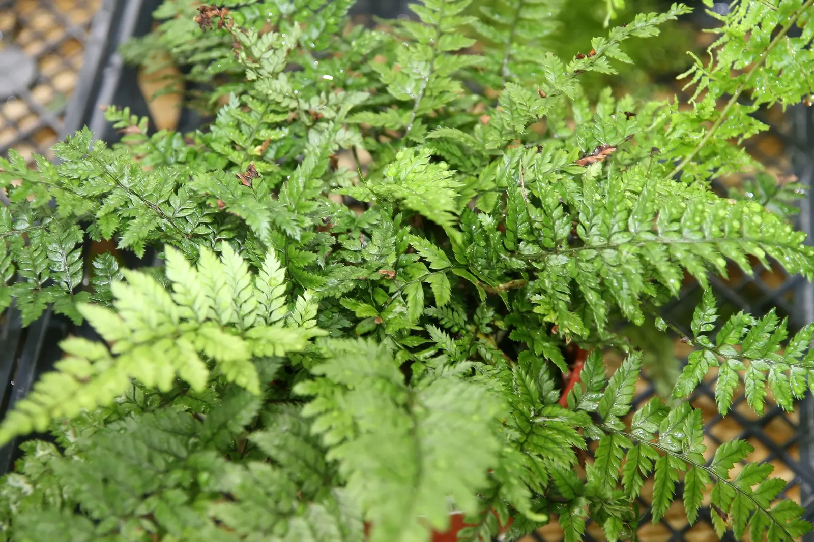 Korean Rock Fern (Polystichum tsus-simense) — fern for half or shade