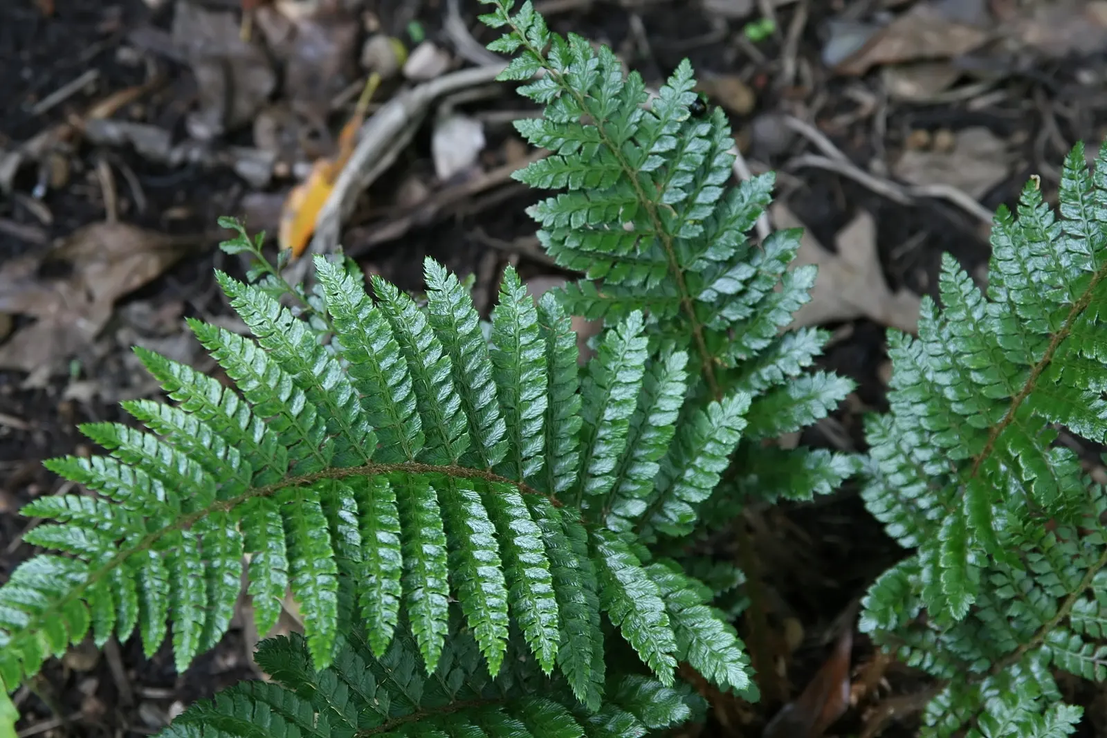 Korean Rock Fern (Polystichum tsus-simense) — making it an ideal understory plant.<br><br>This fern thrives in USDA hardiness zones 6 through 8