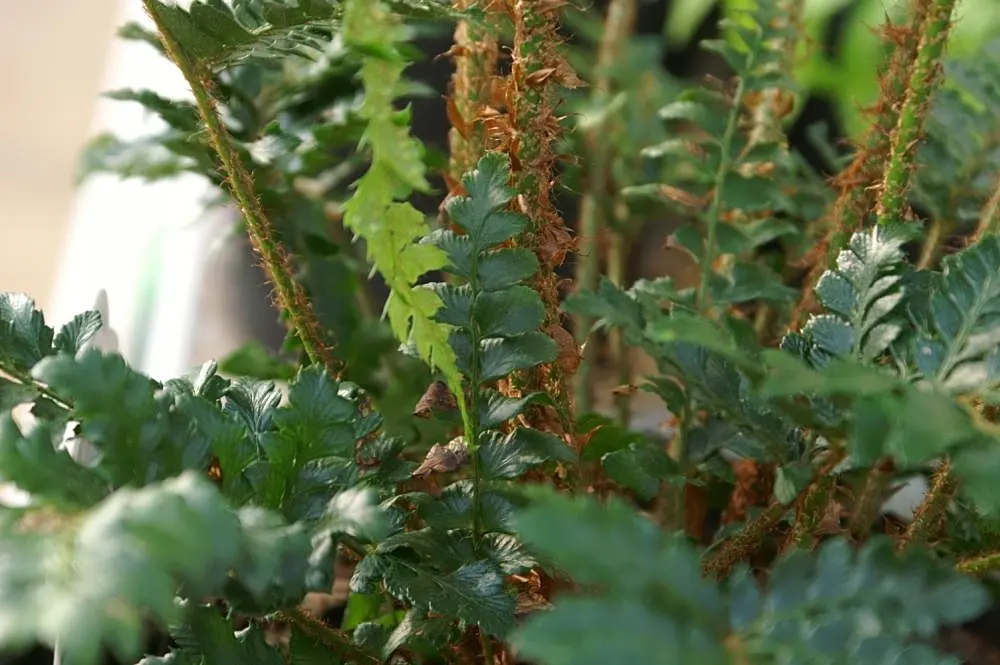 Korean Rock Fern (Polystichum tsus-simense) — the Korean Rock Fern is a low-maintenance option