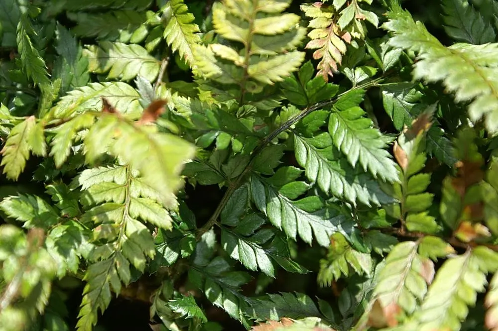 Korean Rock Fern (Polystichum tsus-simense) — it grows to a modest size of approximately 1 to 1.5 feet in height and spreads up to 1.5 to 2 feet wide