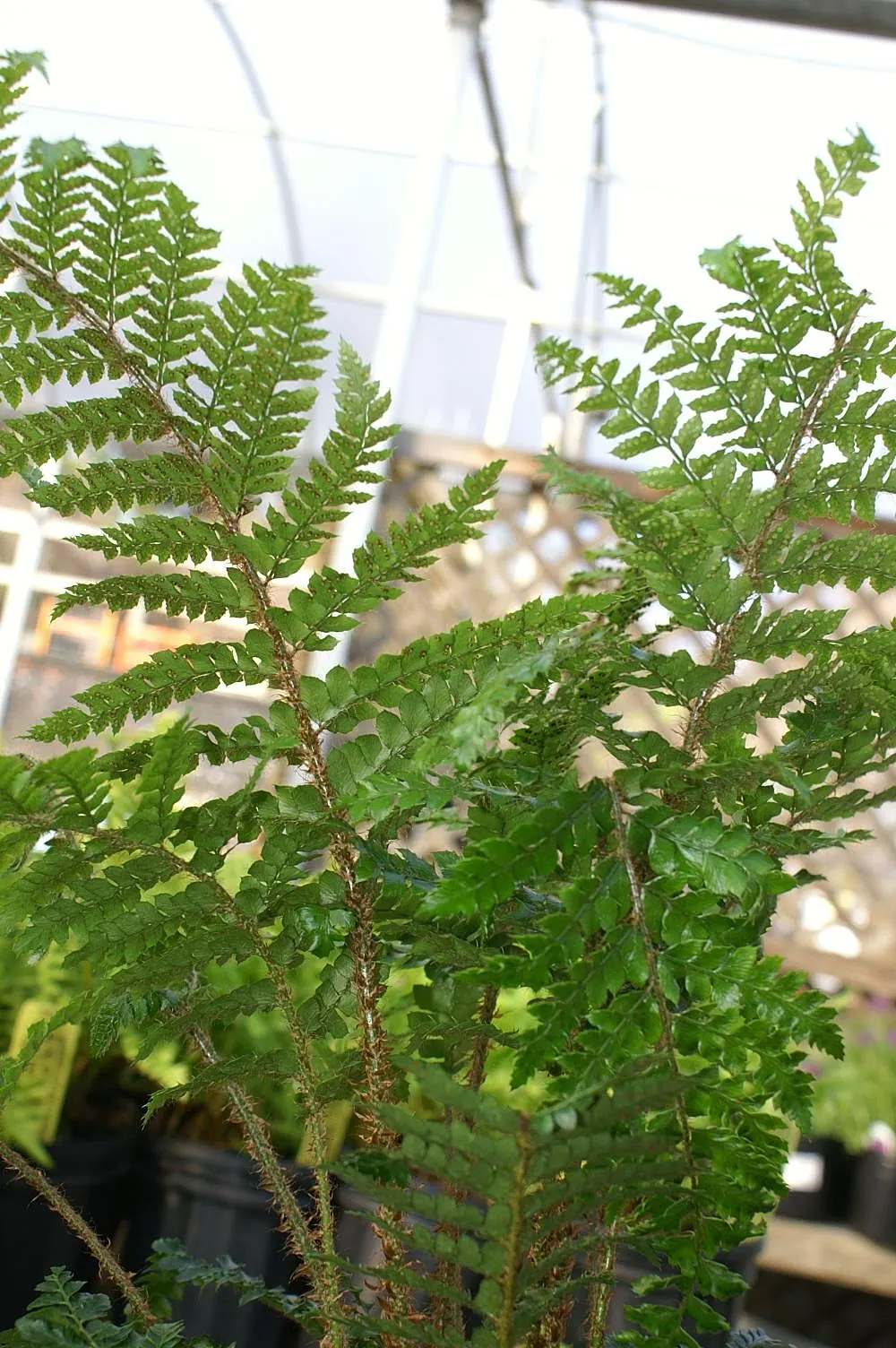 Korean Rock Fern (Polystichum tsus-simense) — consider its needs for moisture and protection from harsh winds